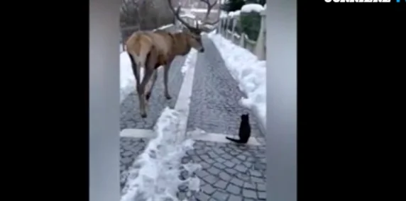 Il cervo e il gatto nero: il video strepitoso